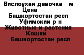 Вислоухая девочка 3 м › Цена ­ 1 500 - Башкортостан респ., Уфимский р-н Животные и растения » Кошки   . Башкортостан респ.